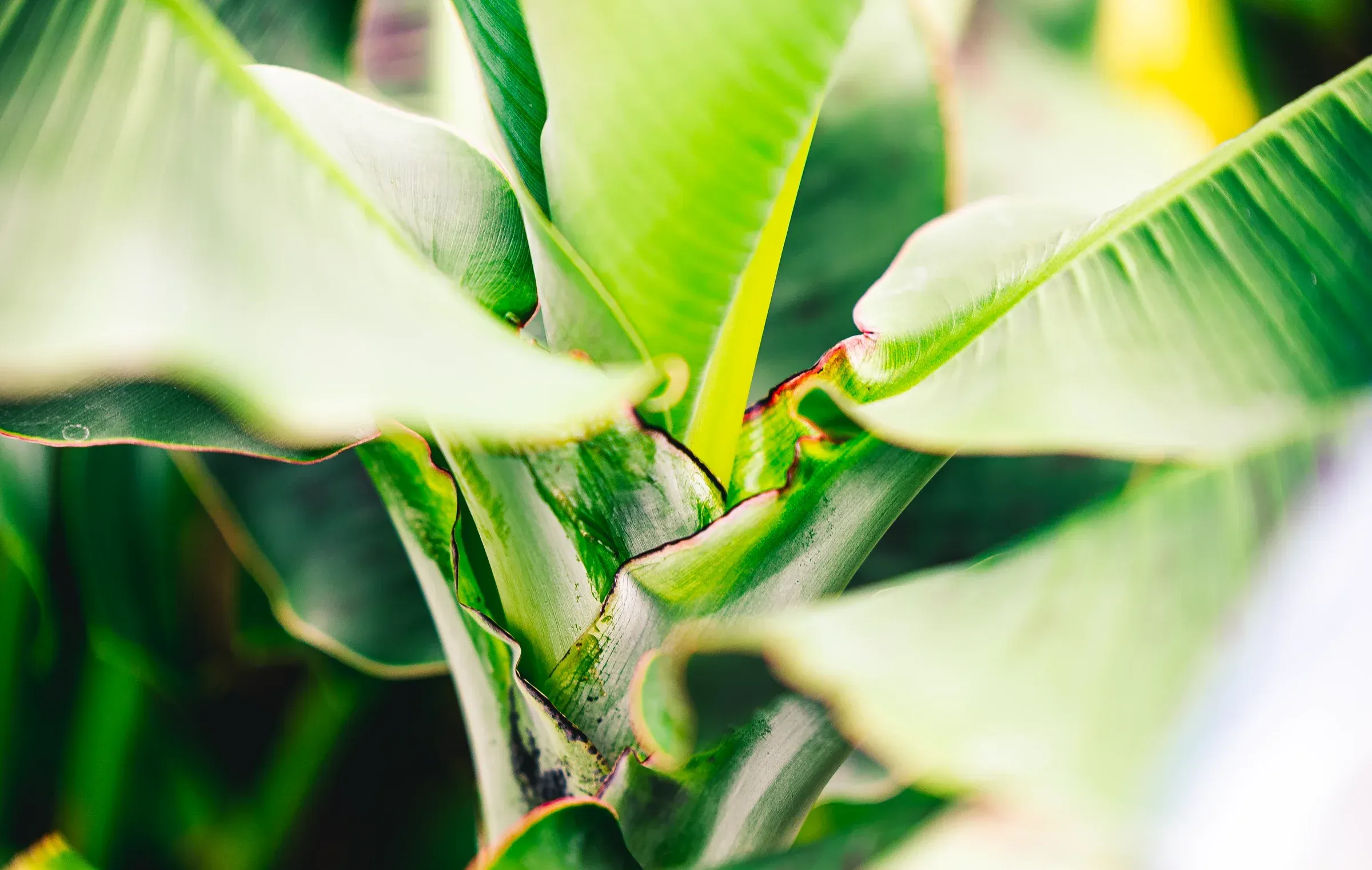 Green plant close-up with layered leaves, natural depth of field